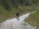 Kyle Pickering and Bobby McDowell walking across Canada Kyle Pickering and Bobby McDowell walking across Canada